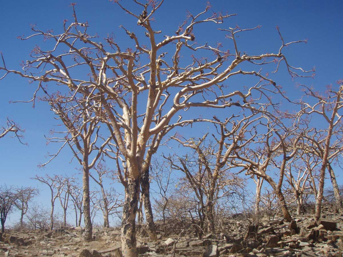 Boswellia Trees