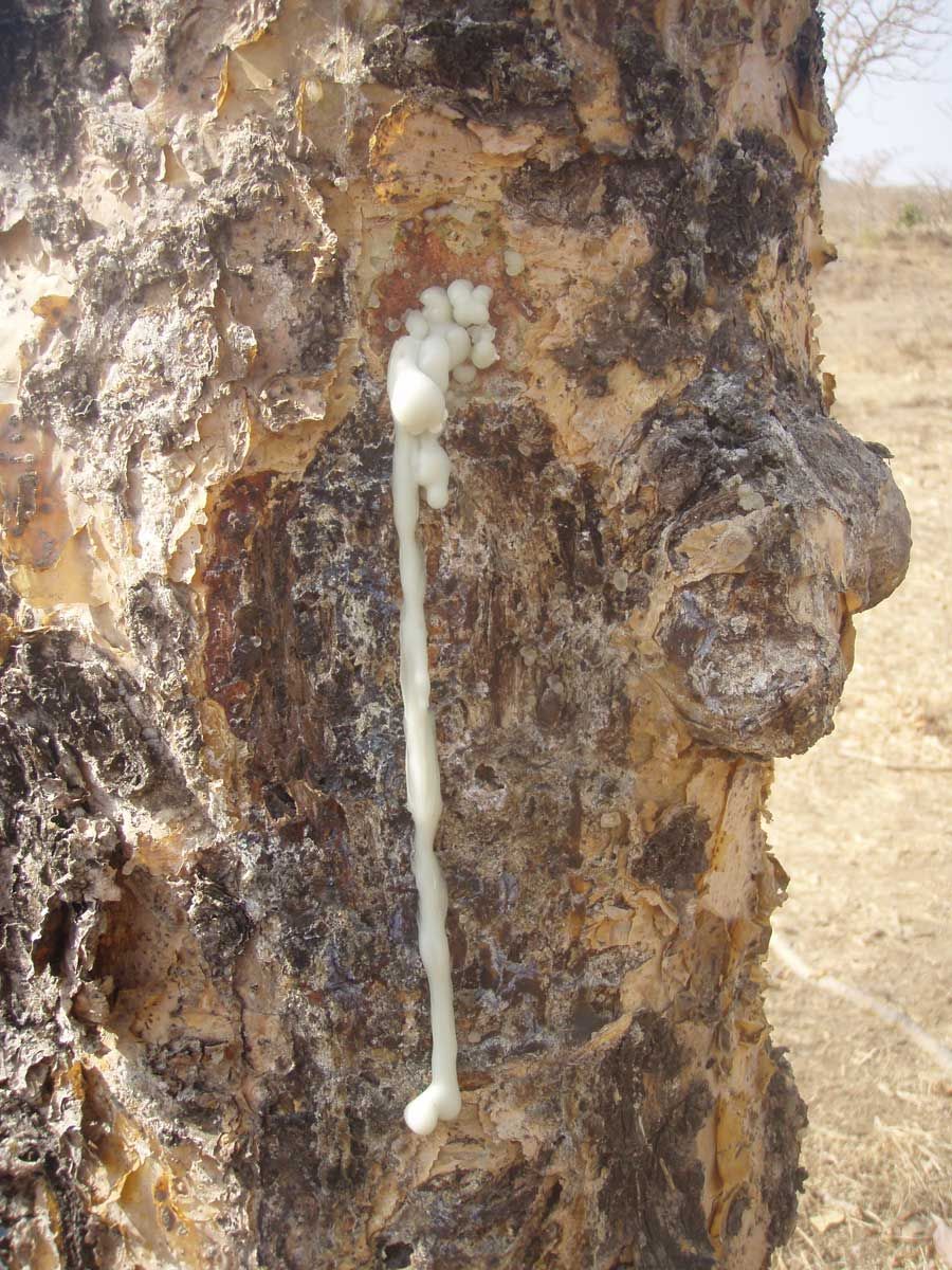 Resin from a tapped tree