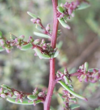 Germination and seed bank dynamics of dimorphic seeds