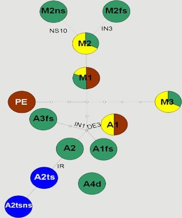 Origins of determinate growth habit in Phaseolus