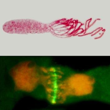 Interphase-mitotic cell nuclei in Allium