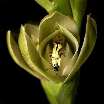 Pollination biology of a Chloraeinae orchid