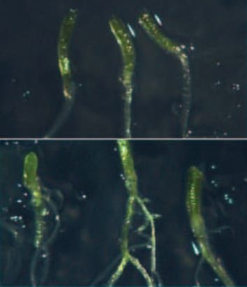 Gene-dosage effects of WEE1 in arabidopsis hypocotyls