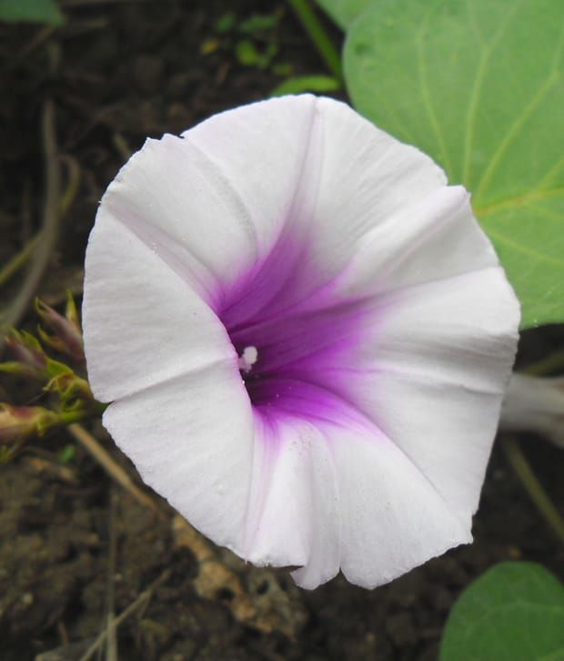 Image: Wikimedia Commons.