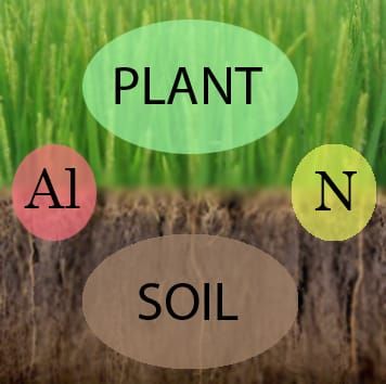Relationships of aluminium and nitrogen in rice