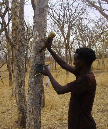 Resin secretory structures and yield of frankincense