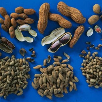 Genetic relationships of section Arachis species