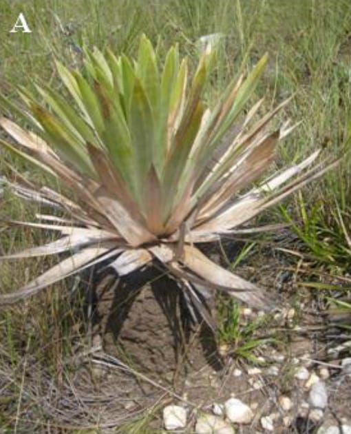 Paepalanthus bromelioides sat on a termite mound