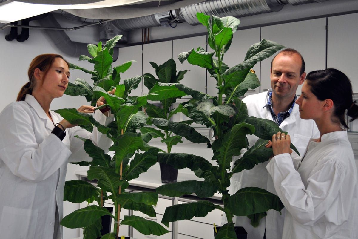 A giant tobacco plant, and normal-sized scientists for scale