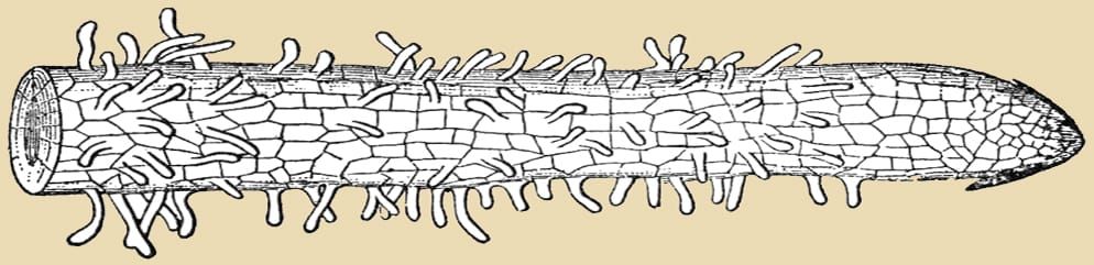 Image: From Chandler B. Beach (ed), The New Student’s Reference Work, for teachers, students and families, F. E. Compton and