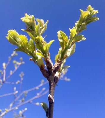 Seasonal and inter-annual bud development in oak species