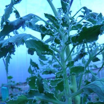 Modelling root pressure using stem diameter variations