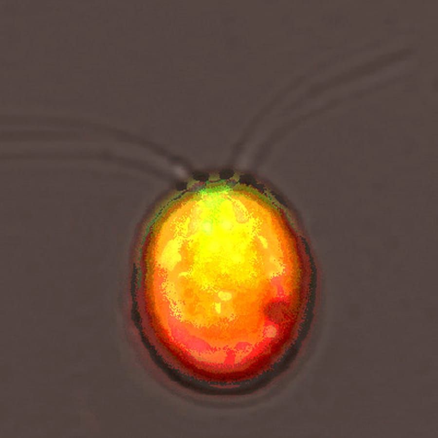 Mastoparan-induced programmed cell death in Chlamydomonas
