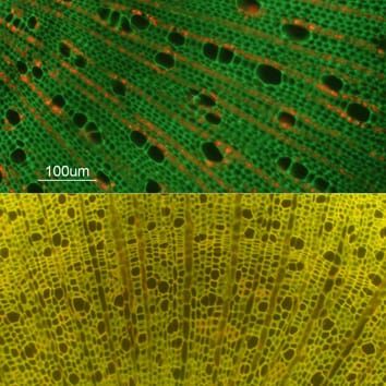 Seedling functional traits of tropical vs. cool-temperate trees