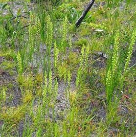 Mycorrhizal preference in an invasive orchid