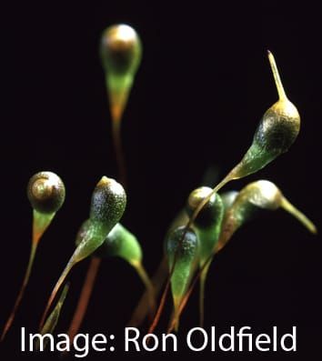 Parent–offspring conflict in mosses (Viewpoint)