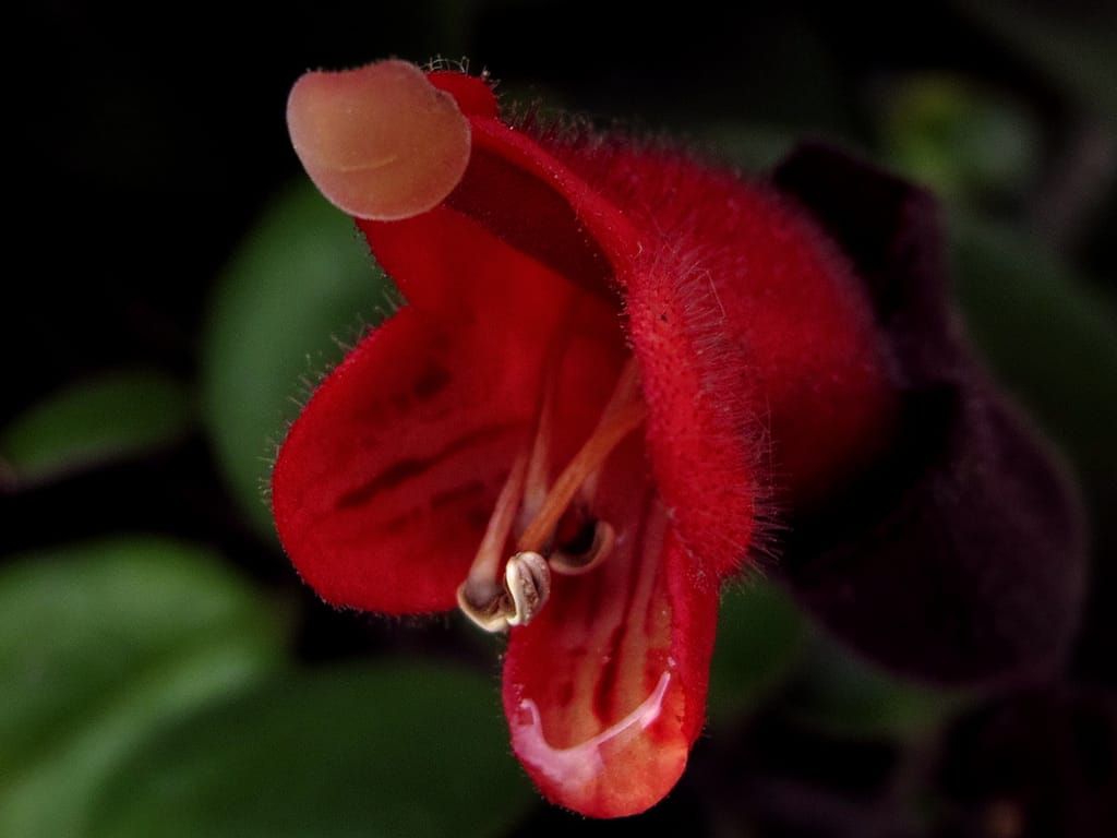 The identifiable Aeschynanthus radicans