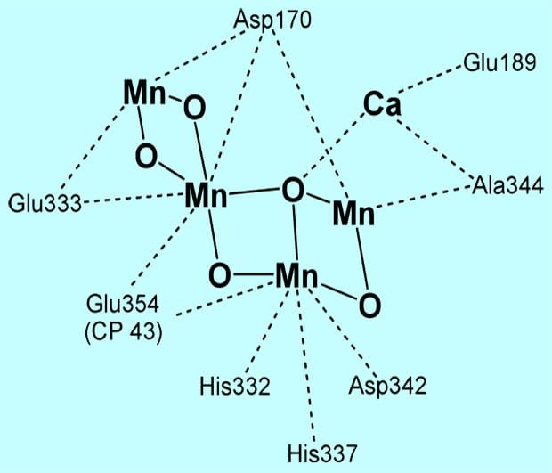 Image: Wikimedia Commons.