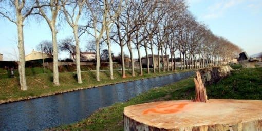 Les platanes abattus le long du Canal du Midi