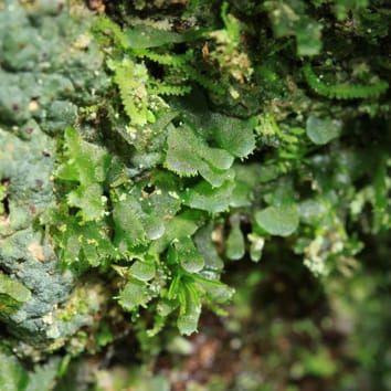 DNA identification of vittarioid gametophytes in the field