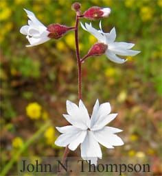 Extreme floral scent divergence and pollination