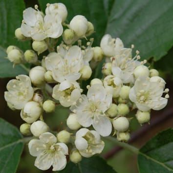 Evolution and speciation in Sorbus