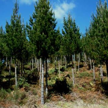 Critical buckling height and stand variation in Pinus