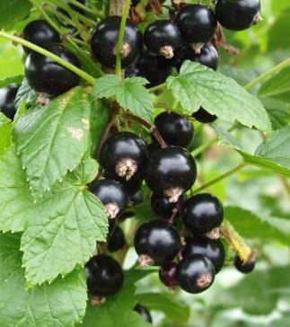 Ascorbic acid accumulation in Ribes fruit