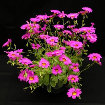 Modelling temperature, photoperiod and vernalization to predict flowering