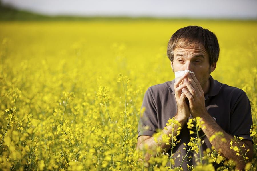 Man sneezing in a canola/oil seed rape field.