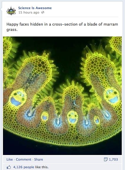 The marram grass image without credit.