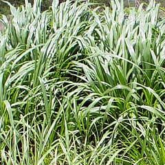 Grass is not glamourous, but it is important