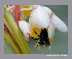 Bombus terrestris, the bumble bee.