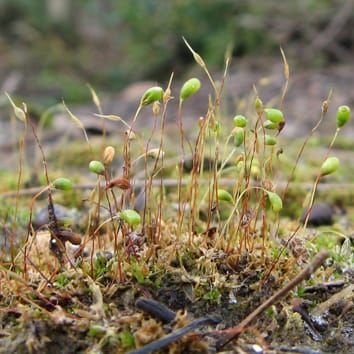 Maternal cuticle protects moss offspring from dehydration