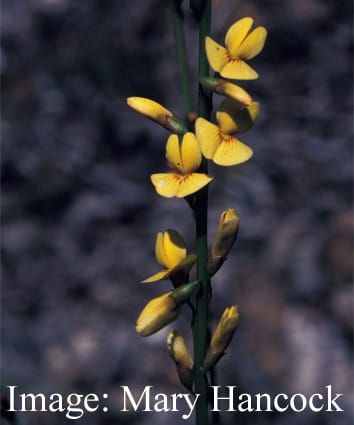 Conservative shoot P content under varying supply