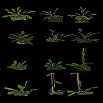 Contribution of ERECTA to the shade-avoidance syndrome