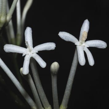 Fusion within and between whorls of floral organs in Galipeinae