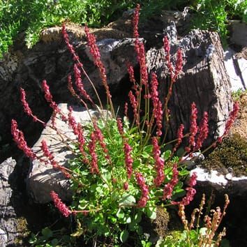 Ecology of sex-ratio variation