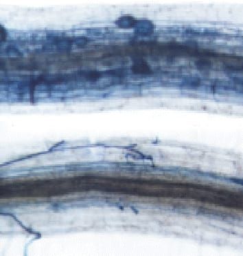 Plant hormones in arbuscular mycorrhizal symbioses (Research in Context)