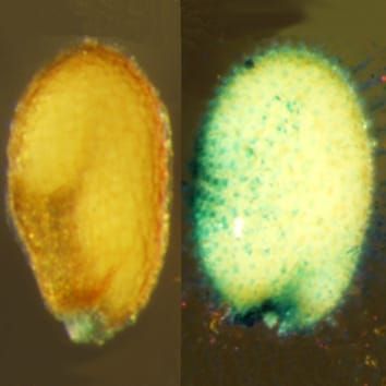 Peroxidase in proanthocyanidin-deficient arabidopsis seeds