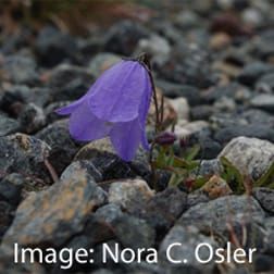 Decoupled variation in floral and vegetative traits