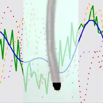 Root elongation growth and lunisolar tidal acceleration