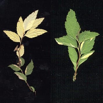 Behaviour of eversporting eudicot chimeras