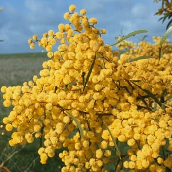 Phylogeography of invasive Acacia
