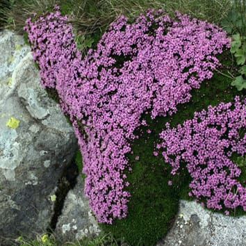 Characterization of longevity in Silene seeds