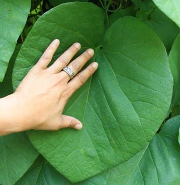 Stomatal position and diurnal pattern of conductance
