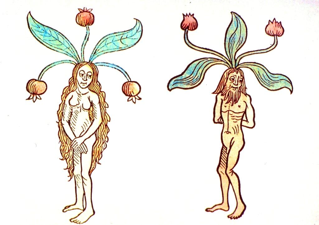A female and male mandrake