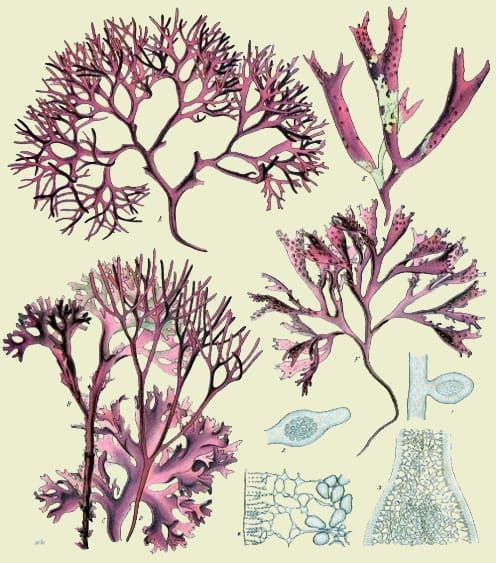 Image: Franz Eugen Köhler, Köhler’s Medizinal-Pflanzen. Gera-Untermhaus, 1897.