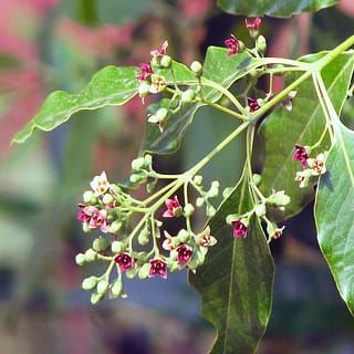 Saving the East Indian sandalwood tree