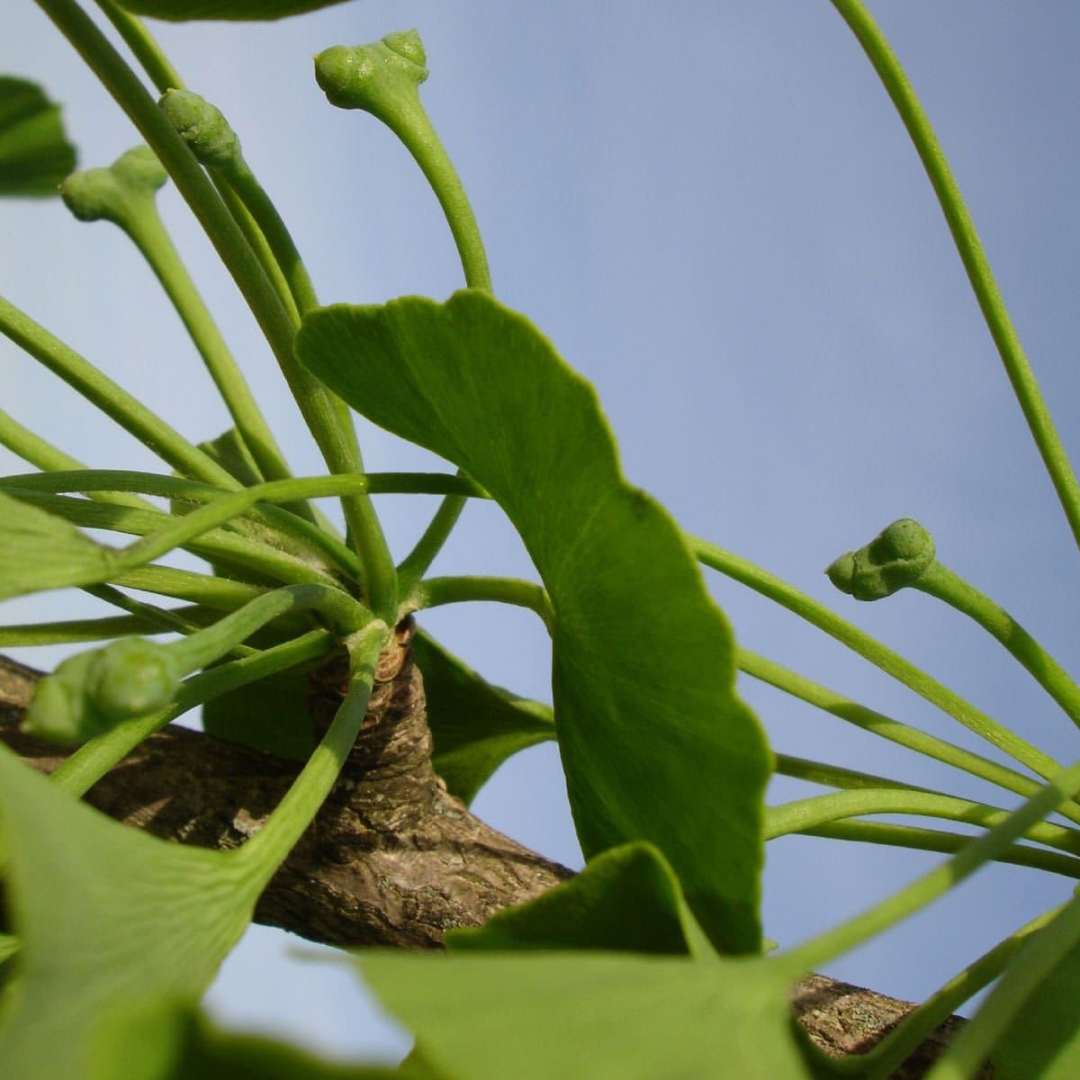 Gingko biloba